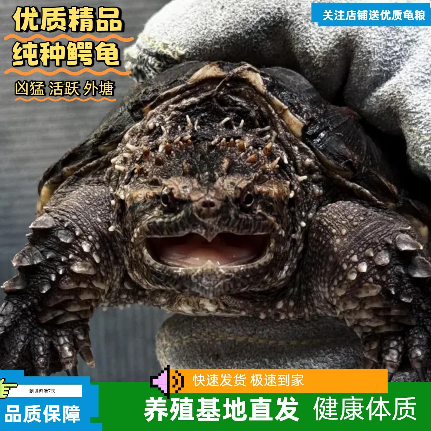 北美纯佛龟杂龟小鳄龟苗宠物龟观赏龟食肉龟爆刺冷水龟小乌龟活物