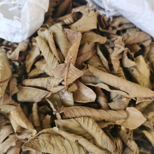 陆河特产芭乐叶老扒子叶客家番石榴叶农家子叶干货包邮