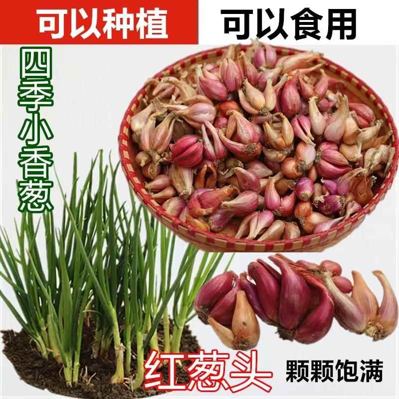 四季小香葱红葱头火葱头