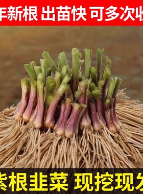 韭菜根苗紫根带土韭菜苗带根四季现挖宽叶红根阳台盆栽本地蔬菜