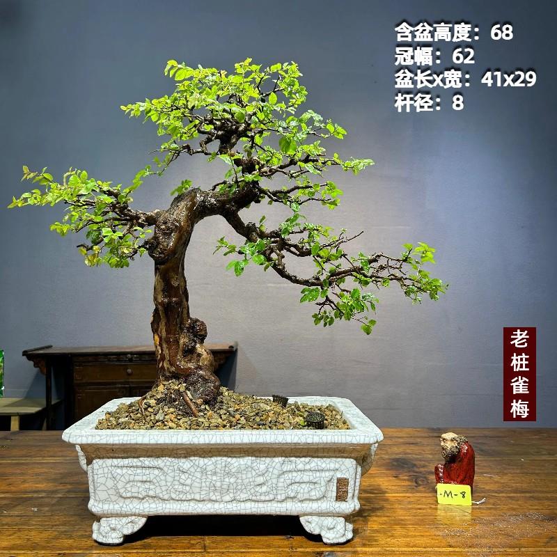 雀梅老桩矮霸雀梅文人双杆雀梅盆景一物一拍