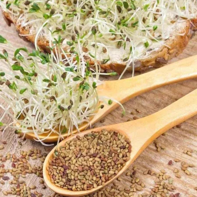 芽苗菜种子苜蓿芽种子