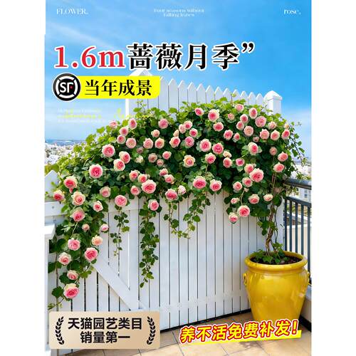 蔷薇花苗藤本月季花树大苗庭院爬藤植物阳台花卉爬墙玫瑰耐寒盆栽