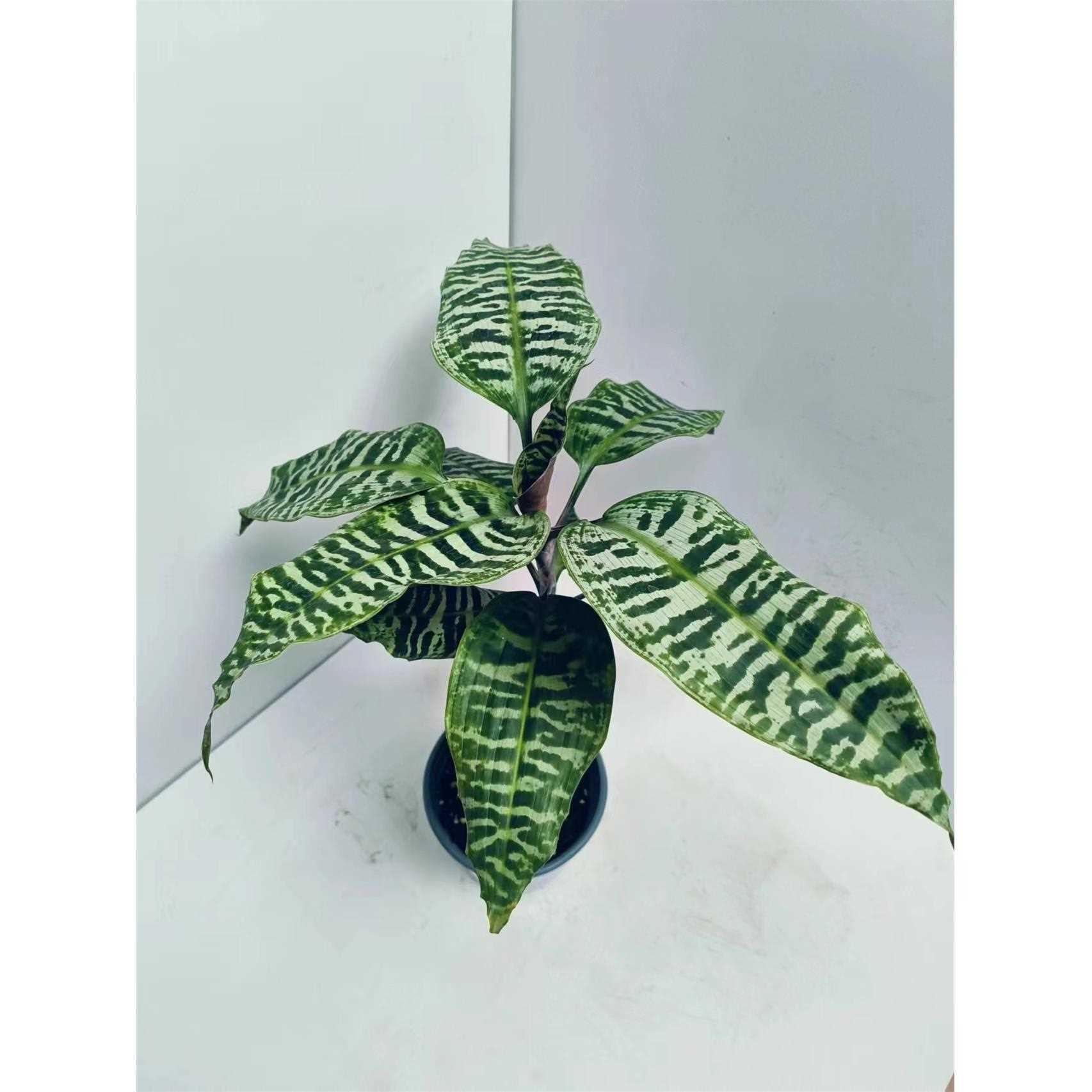 虎斑铁龙血树室内阳台花园盆栽植物粗生好养净化空气超划算