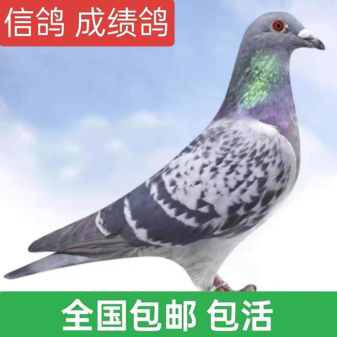 信鸽赛鸽活体公母一对成绩鸽小鸽种鸽鸽子苗幼鸽可繁殖包活免邮