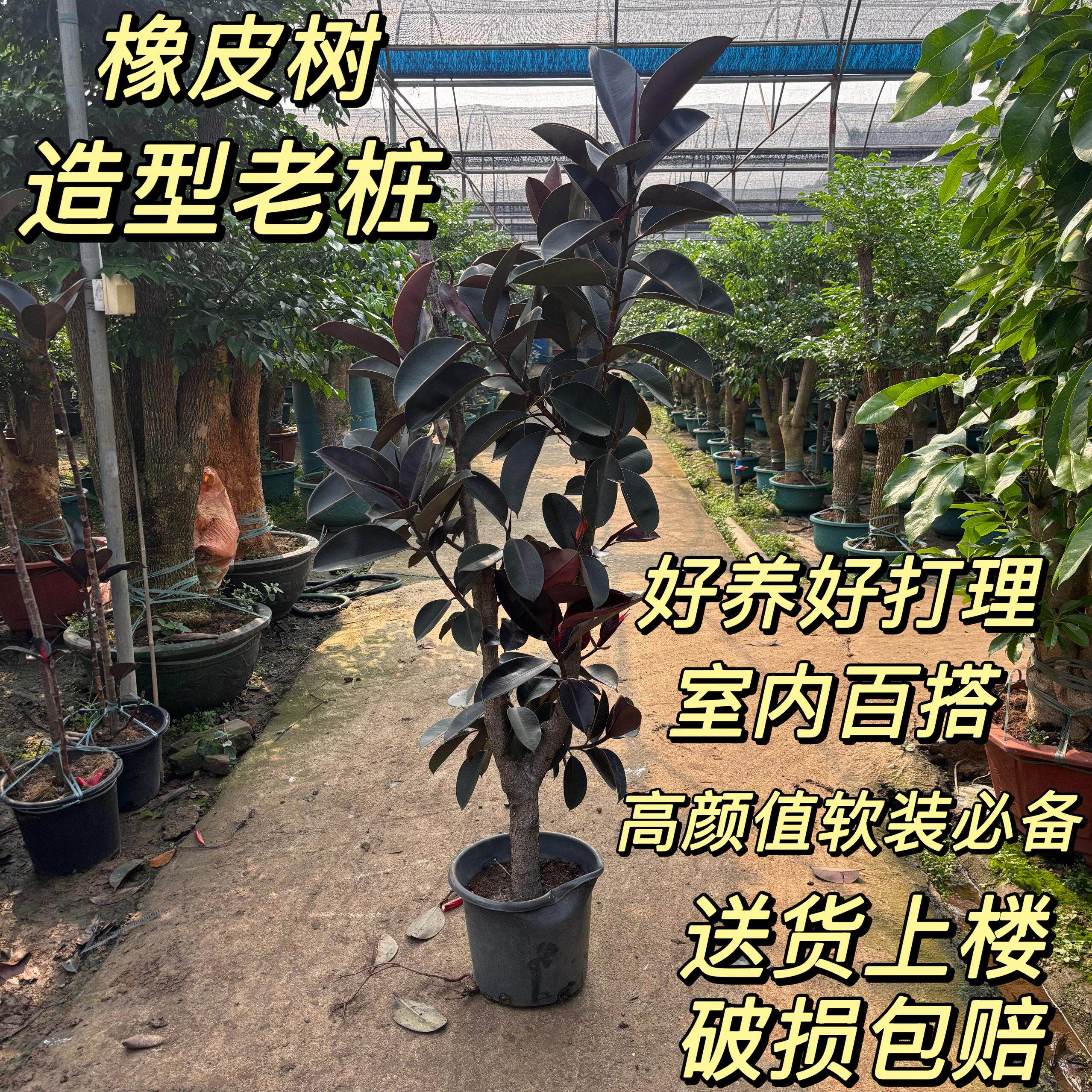 黑金刚橡皮树办公室客厅大型绿植老桩大盆栽植物室内四季好养花卉