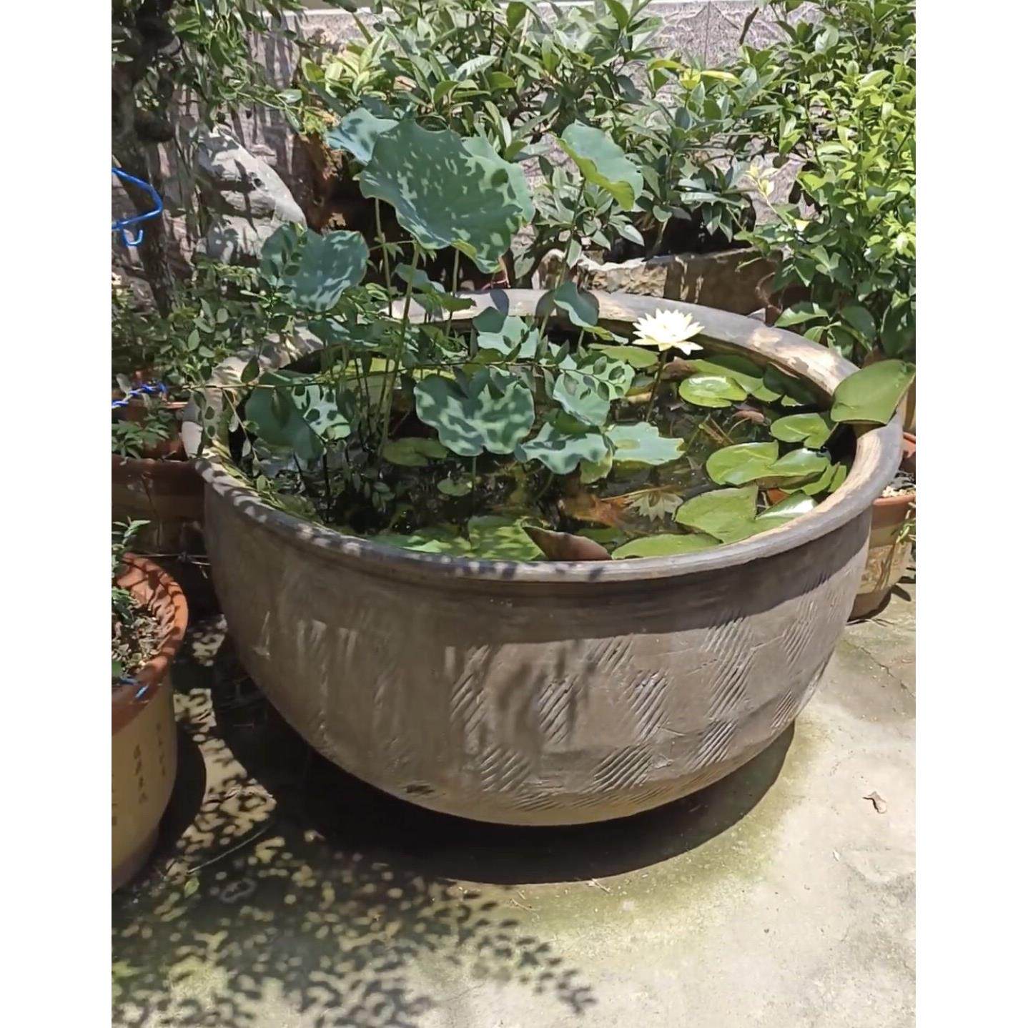 包邮黑陶水缸养金鱼荷花睡莲造景庭院风水盆沙翁陶瓷大缸无釉泥缸