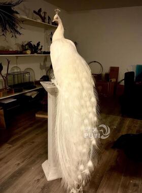 【精品】彷真白孔雀动物摆件家居装饰鸟类标本模型真羽毛摄影道具
