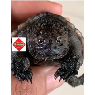 鳄龟佛鳄爆刺纯正血统原种小鳄龟活物小乌龟