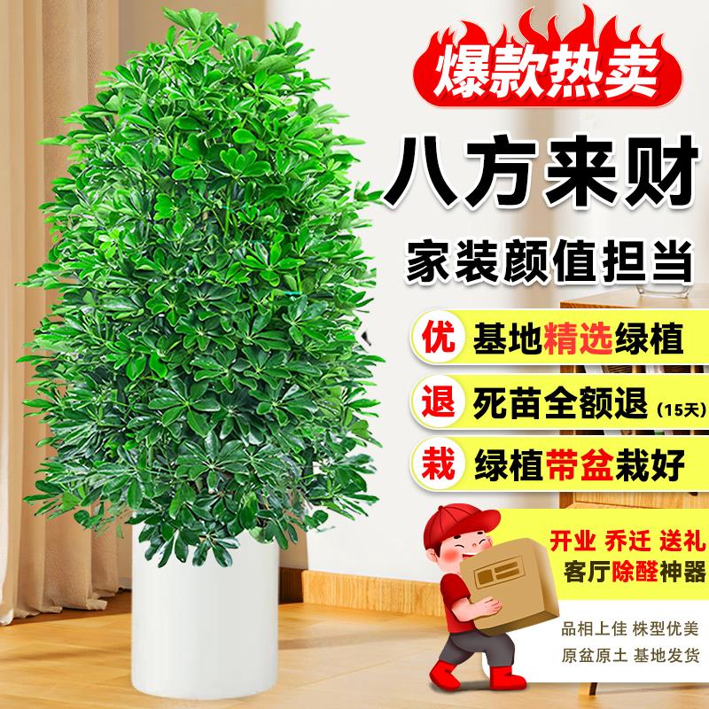 【宅配到府】鸭脚木盆栽八方来财绿植物花卉室内大型鸭掌木七叶莲