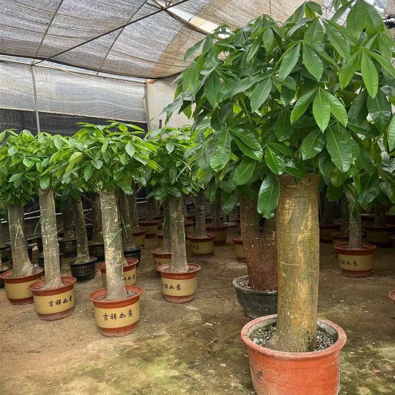 大单杆老桩发财树室内办公室客厅招财树乔迁开业送礼盆景好养绿植