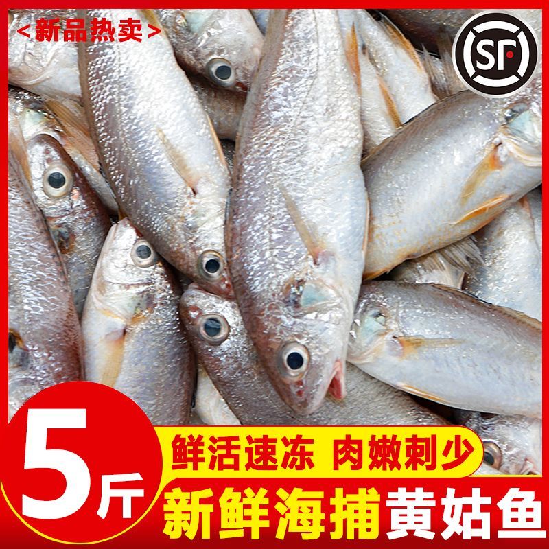 正宗海捕小黄姑子商用顺丰包邮