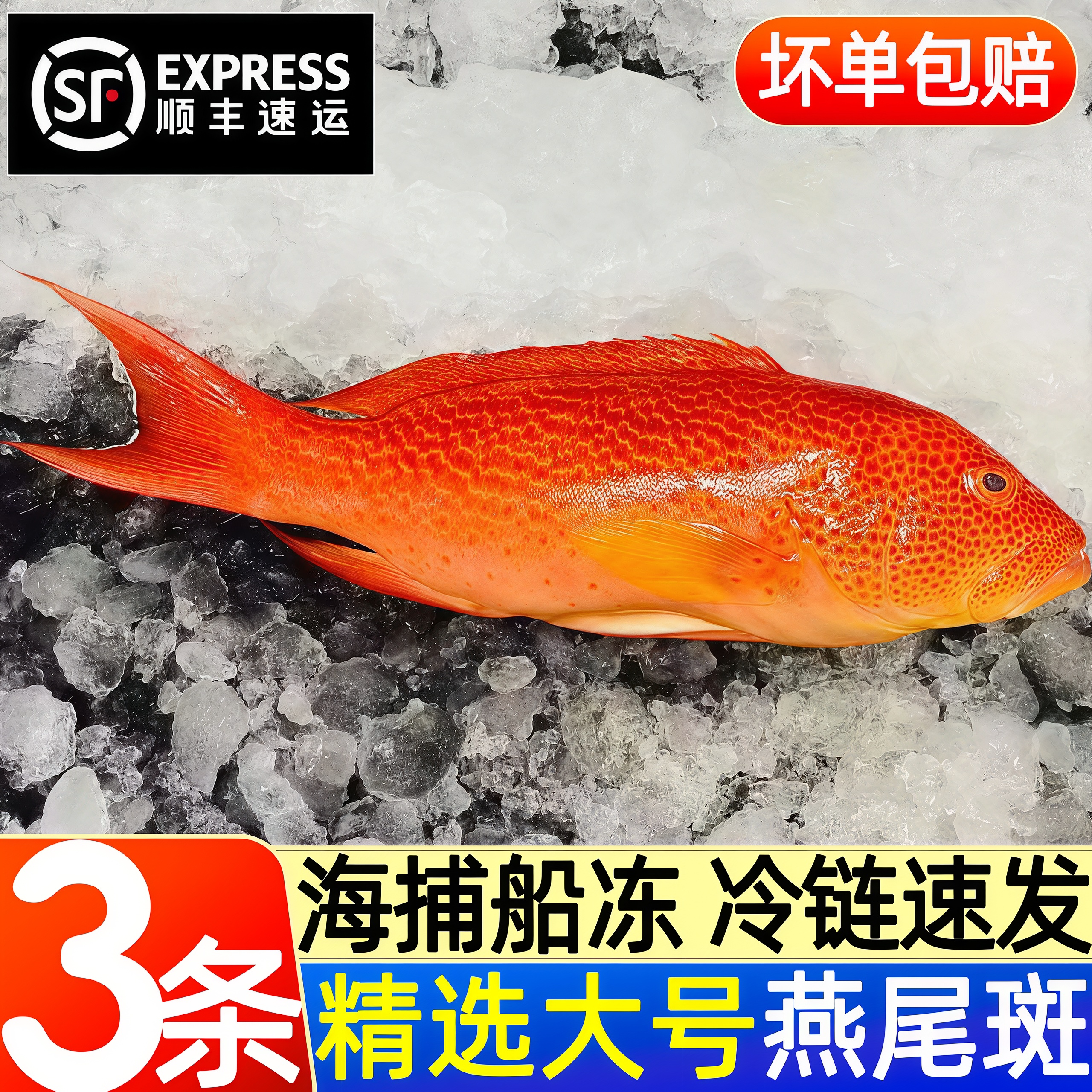 燕尾斑鱼新鲜鲜活冷冻瓜子斑鱼燕尾斑海鲜非海南西沙顺丰整箱包邮