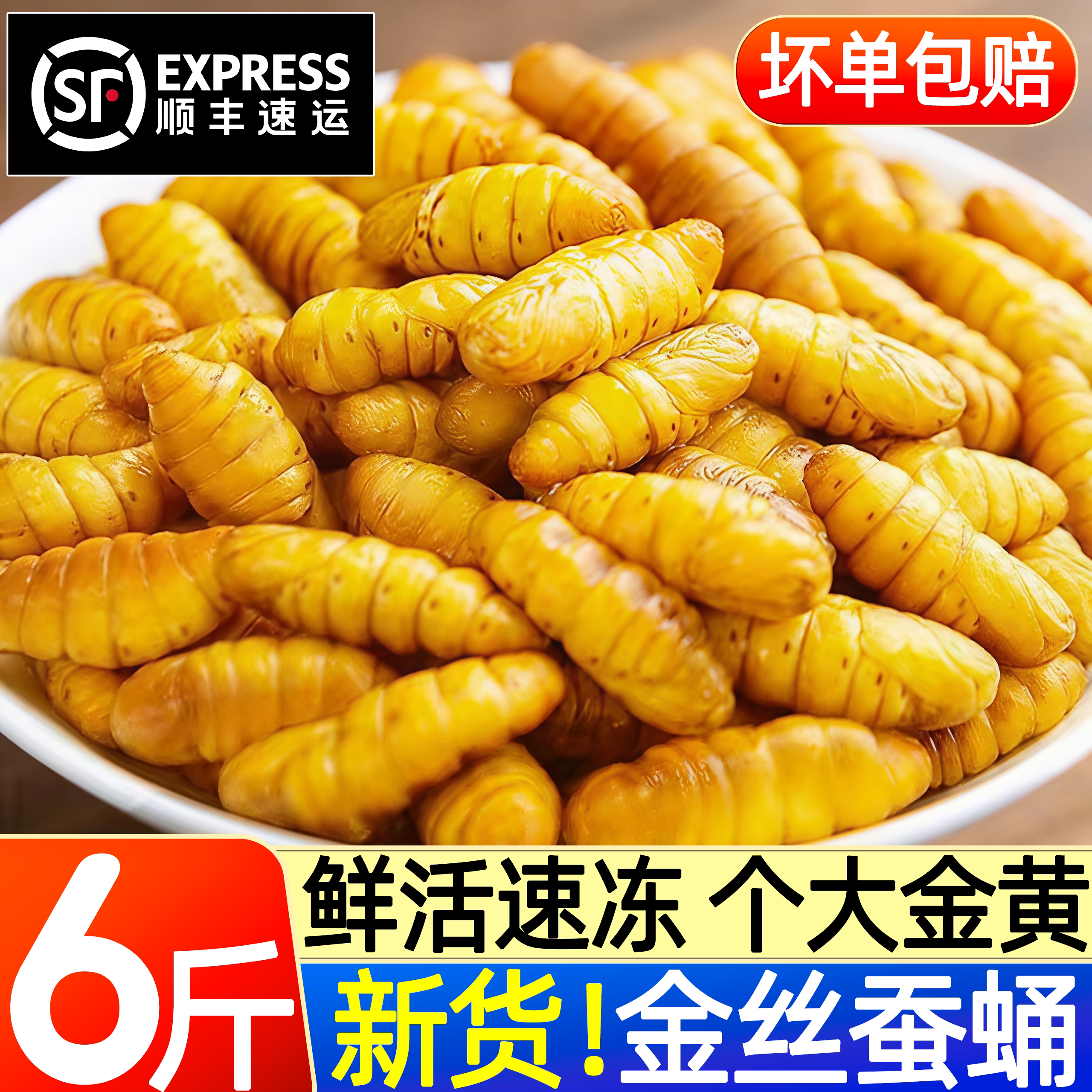 2026新鲜特级金丝蚕蛹烧烤批发