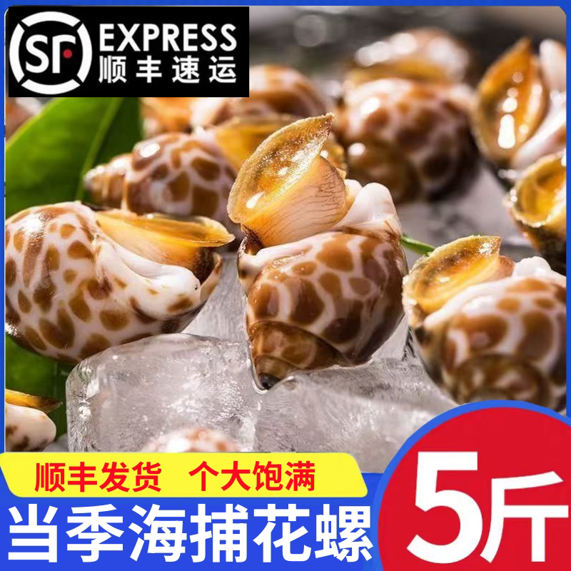 花螺鲜活新鲜海螺特大号海鲜水产鲜活鲜冻冷冻东风螺特大花螺贝类