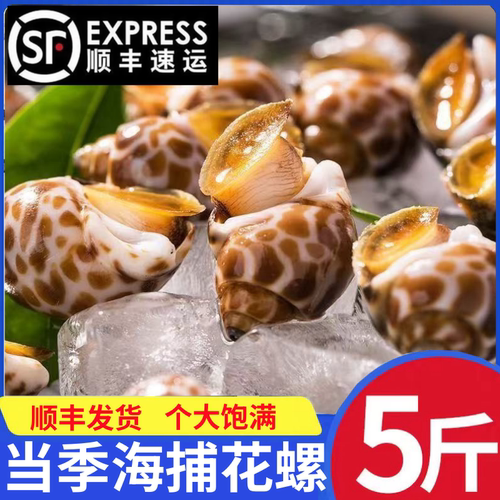 花螺鲜活新鲜海螺特大号海鲜水产鲜活鲜冻冷冻东风螺特大花螺贝类