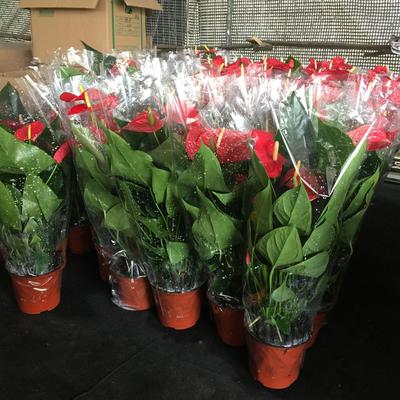 火鹤花盆栽 大叶 客厅花苗 四季花开 鸿运当头 红红火火花卉好养