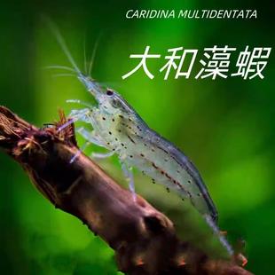 台湾大和藻虾保真除藻虾草缸工具鱼虾清洁虾黑壳虾吃垃圾吃藻鱼虾