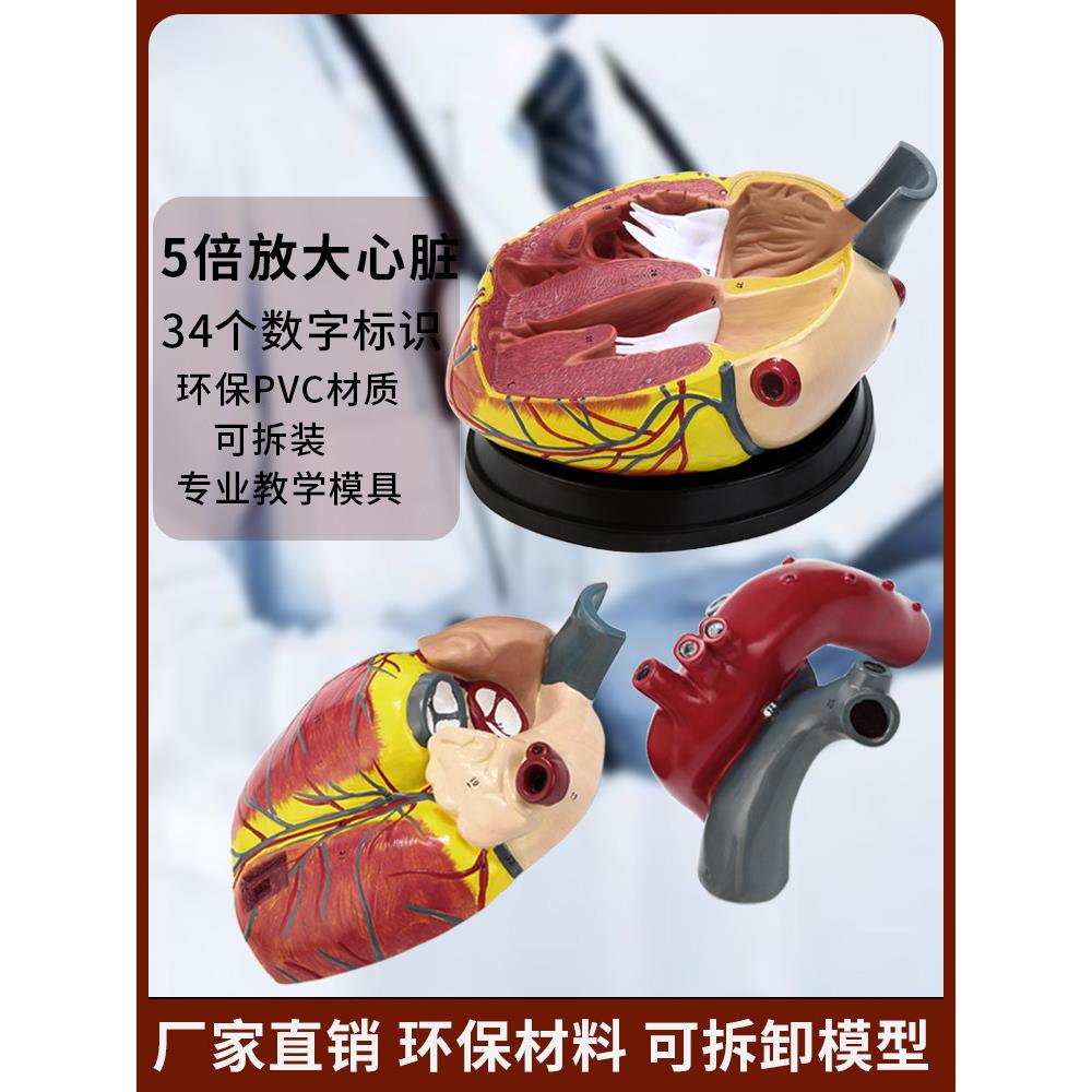 标准1:1人体心脏解剖b超3D模型血液循环可拆卸自然医学教学模型