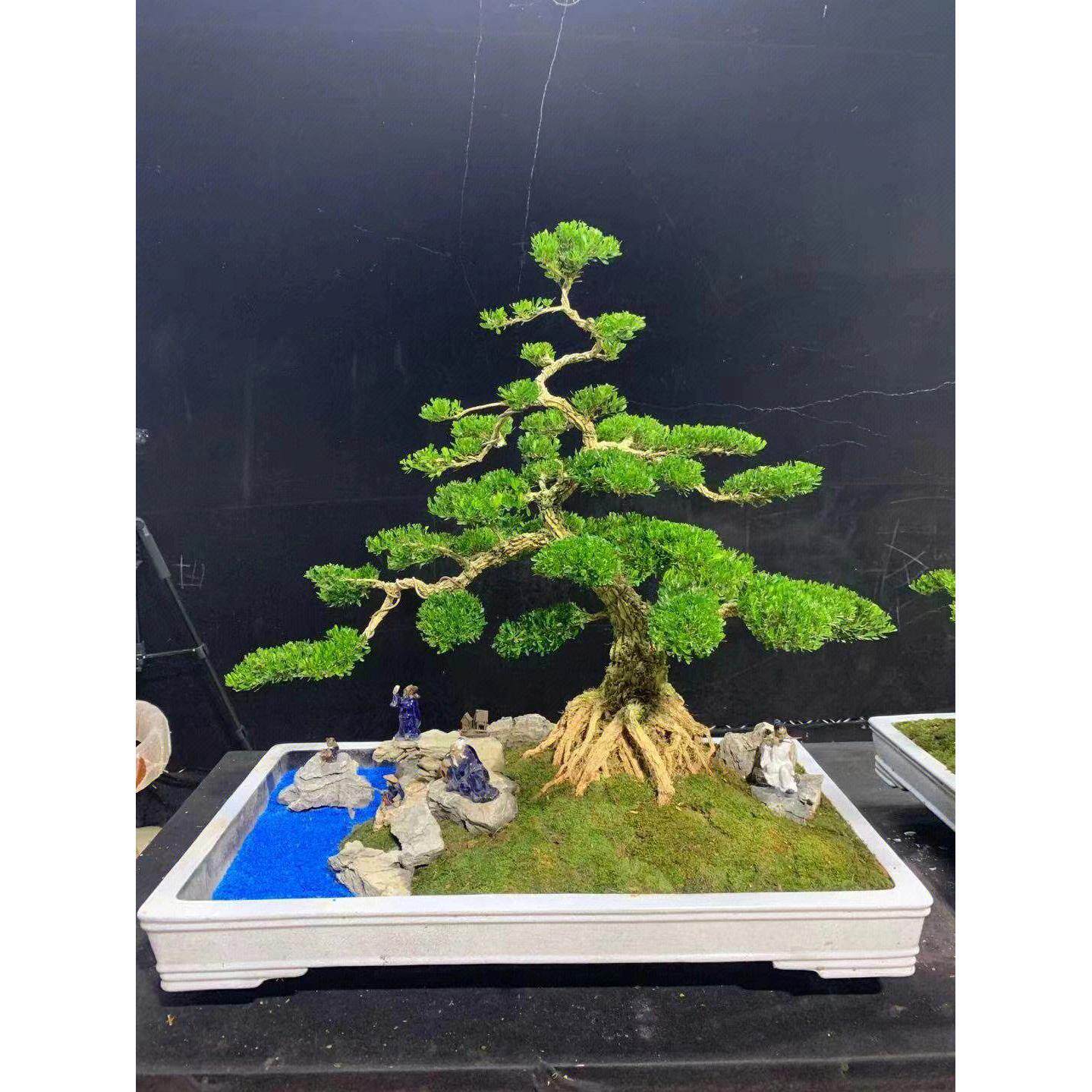 小叶雀舌黄杨盆景树桩黄杨盆栽 名贵老桩树苗 皱皮室内造型熟桩