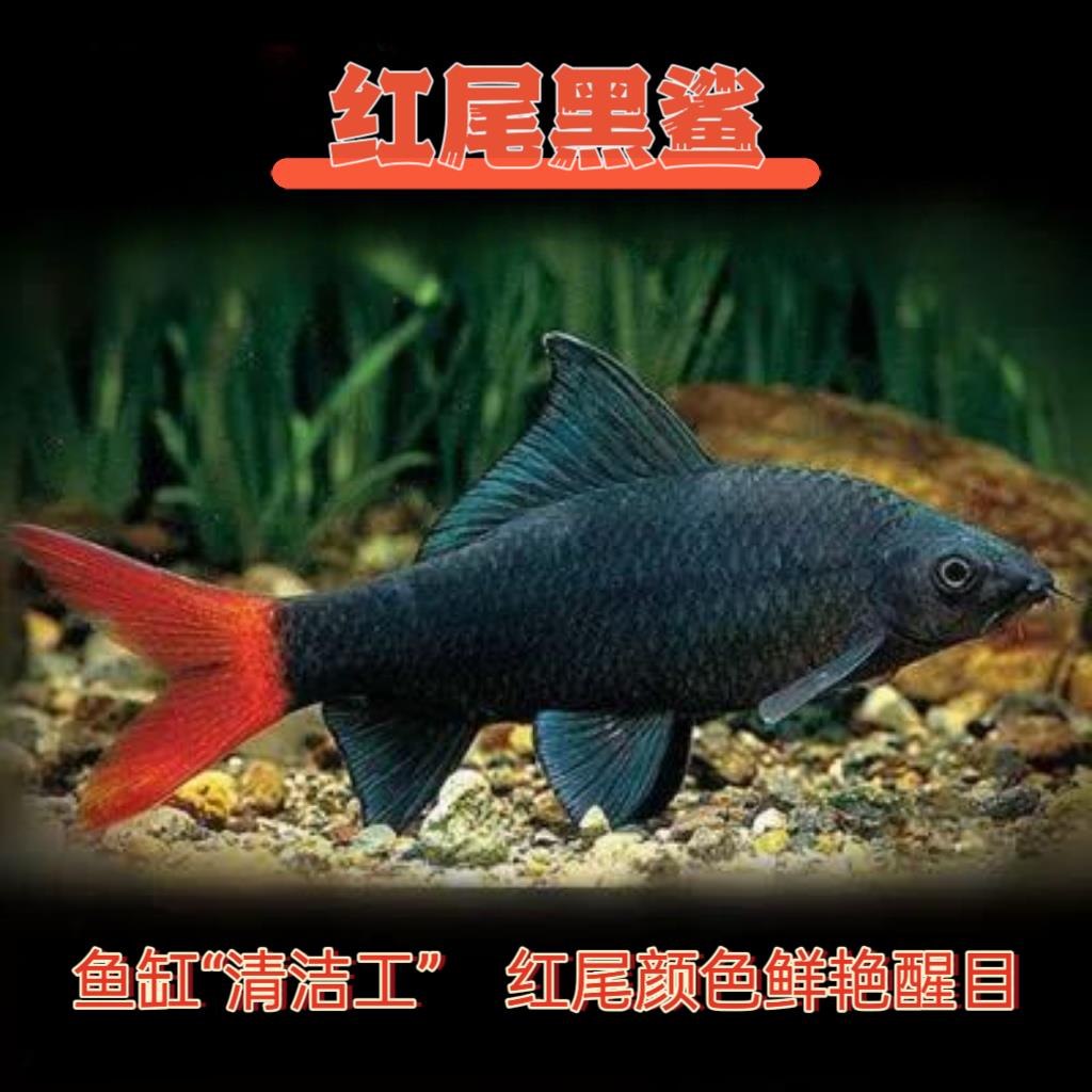 红尾黑鲨鱼淡水热带鱼除藻吃青苔强效工具清道夫彩虹沙粉红鲨活体