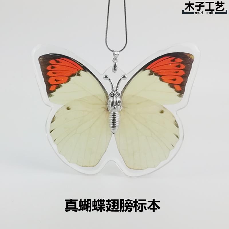 真蝴蝶标本昆虫树脂巴黎碧凤青凤蝶 工艺品收藏生日结婚送礼包邮