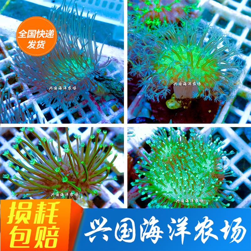 人工皮革 二绿皮革花环皮革绿须皮革三绿日皮人工珊瑚豆芽皮