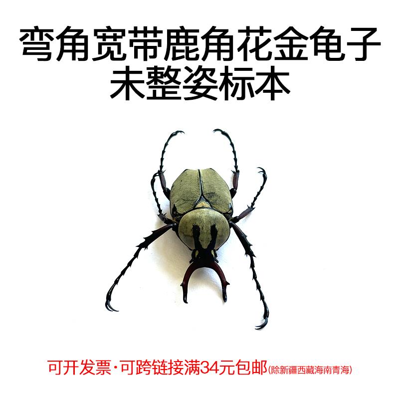 真昆虫未整姿弯角宽带鹿角花金龟湿虫标本手工DIY原虫标本DIY材料