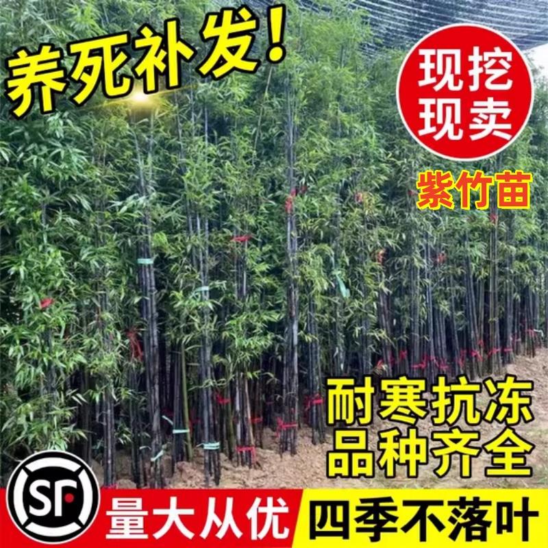 紫竹苗庭院四季常青竹苗紫寒竹盆栽篱笆竹子苗地栽绿化苗别墅围墙