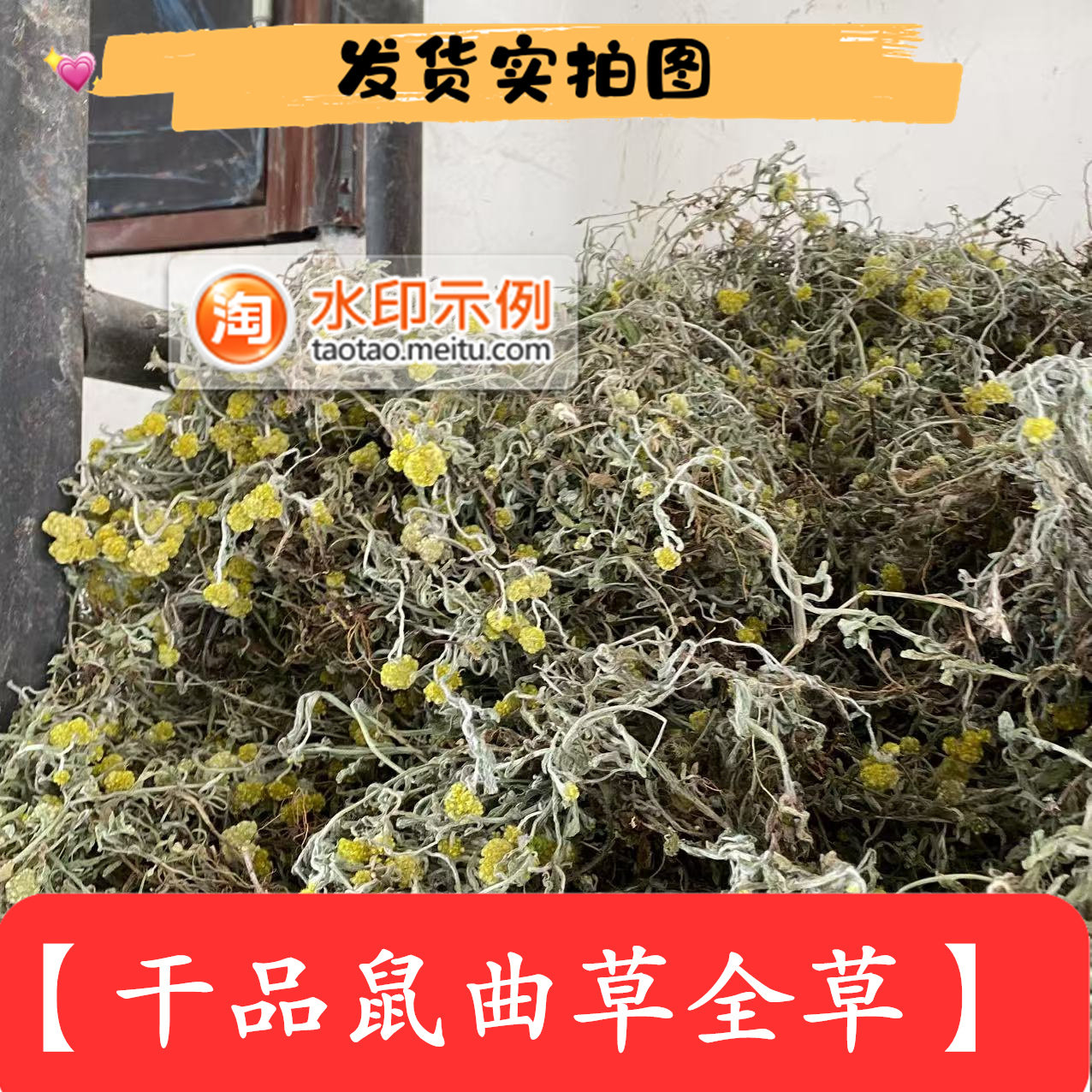 正宗四川鼠曲草干品新鲜采摘清明草青团原料天然农家 野菜可食用