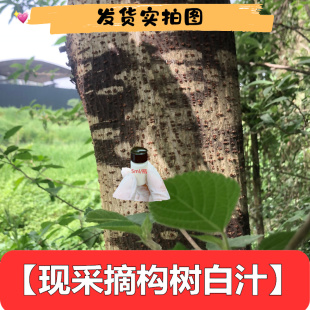 构树水现采现发白浆汁5毫升树根树皮树 叶包邮泡澡 外用涂抹 500g