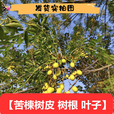 四川苦楝子树皮250g克包邮