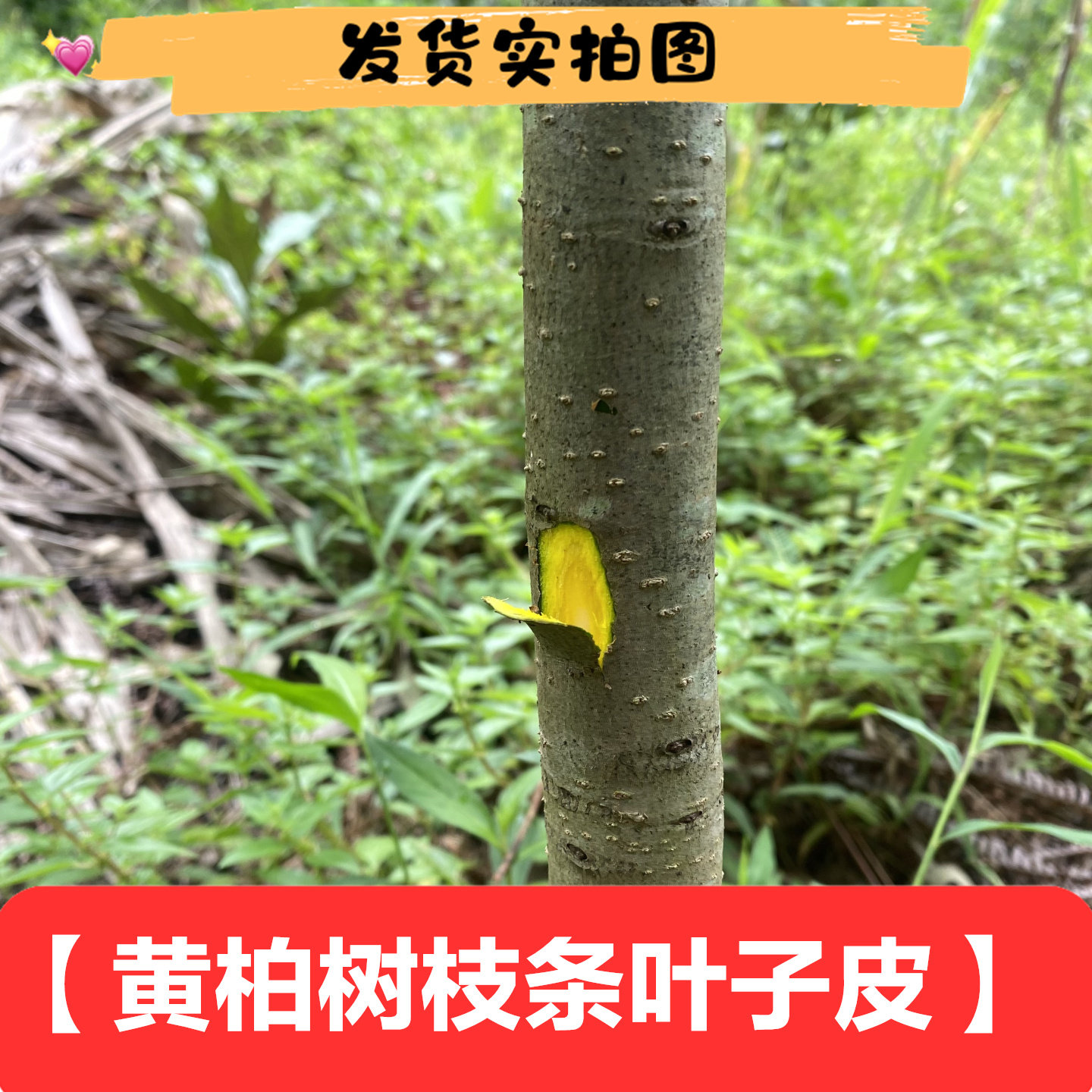 四川新鲜黄柏树叶树皮250克