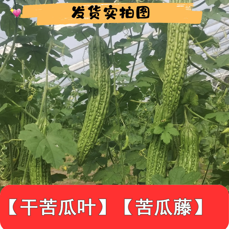 四川新鲜干品苦瓜叶子包邮