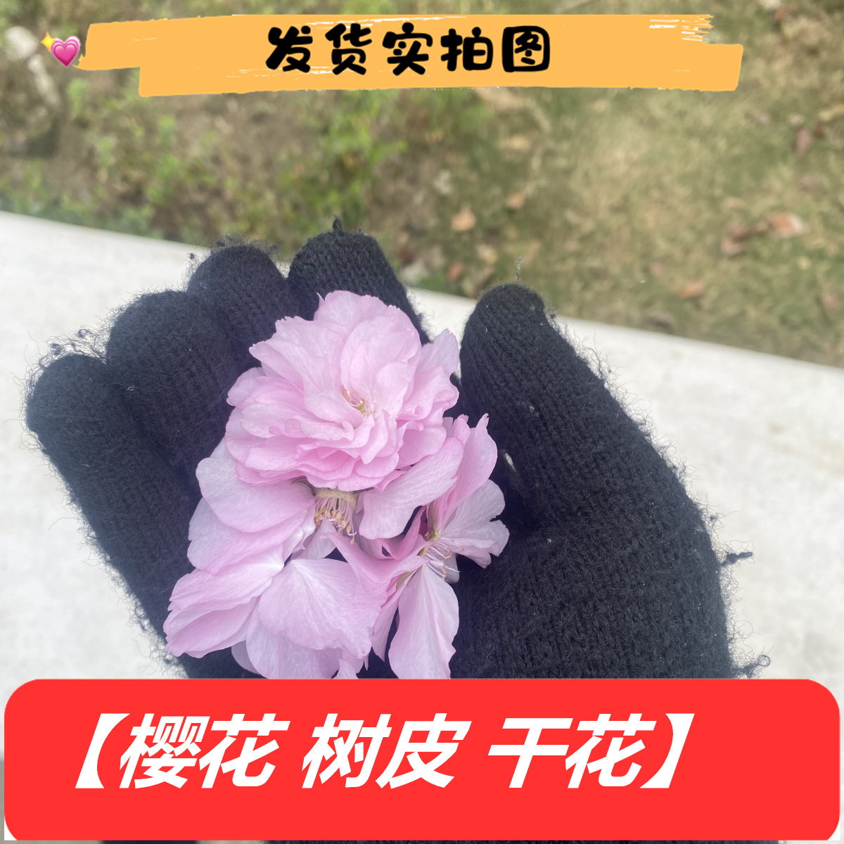 新鲜樱花干花树皮泡茶泡酒