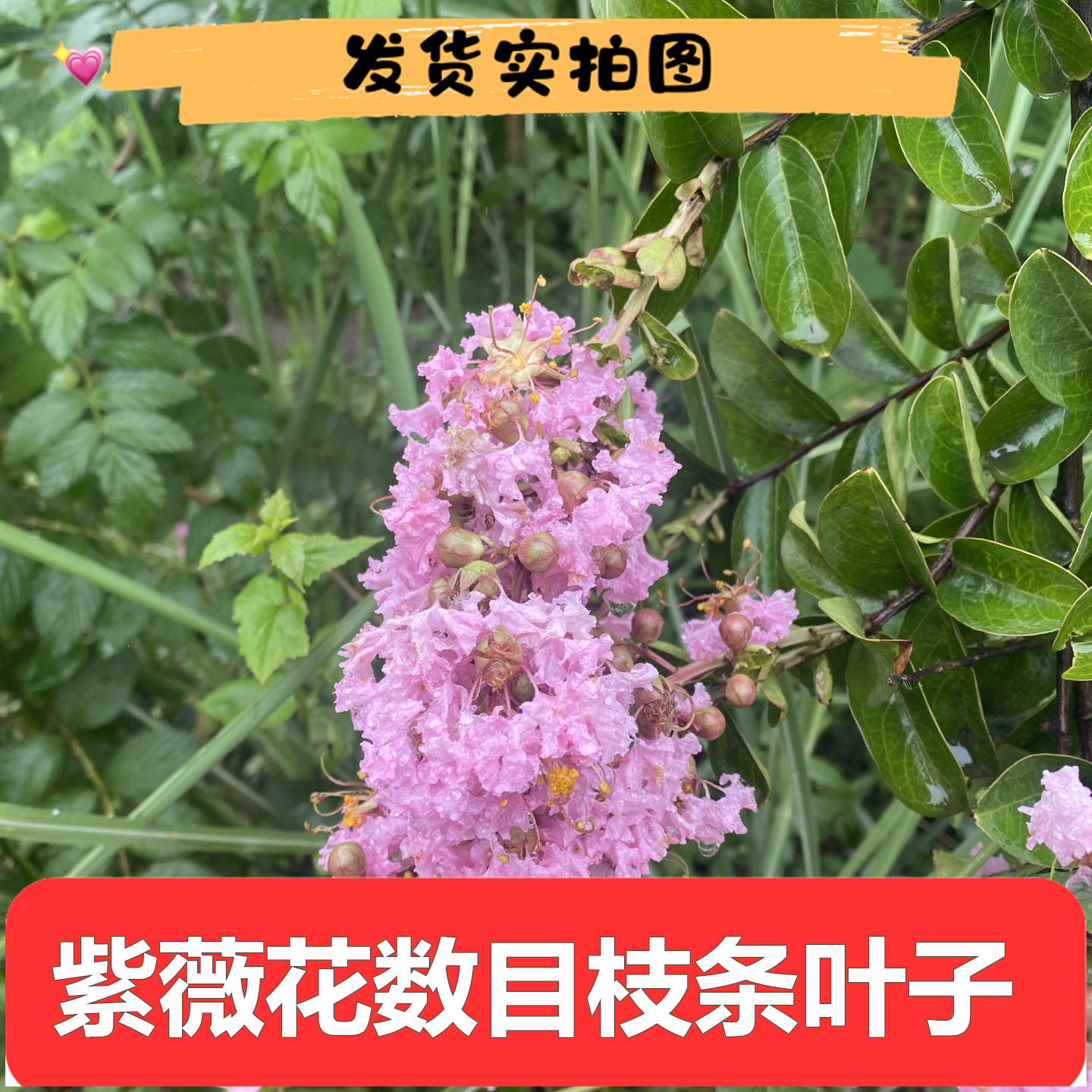 四川紫薇树枝条叶树皮子包邮500g