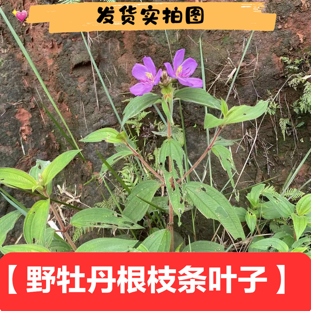新鲜野牡丹枝条树叶根跌打木猪母草猪姆草猪姑稔500克一斤包邮