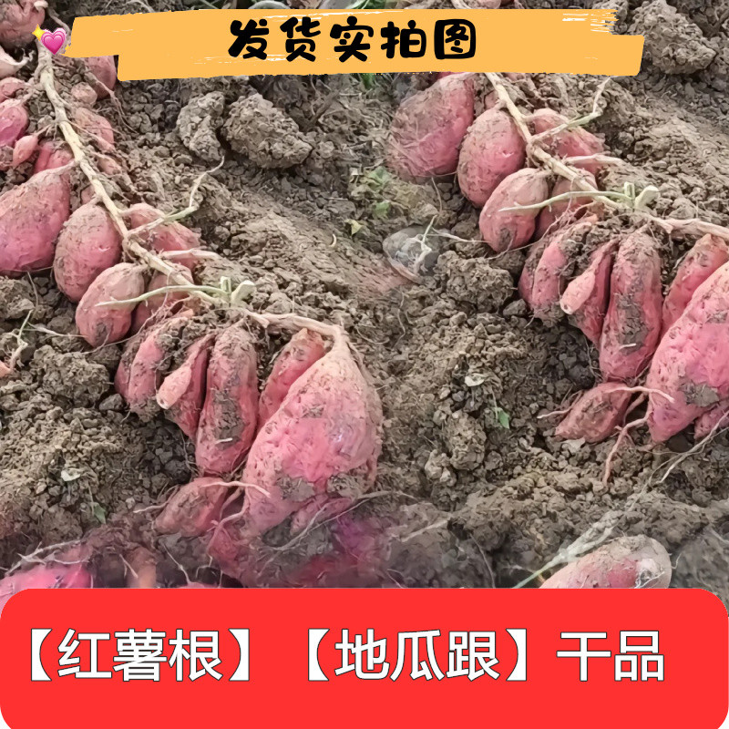 新鲜干品红薯藤红薯根包邮