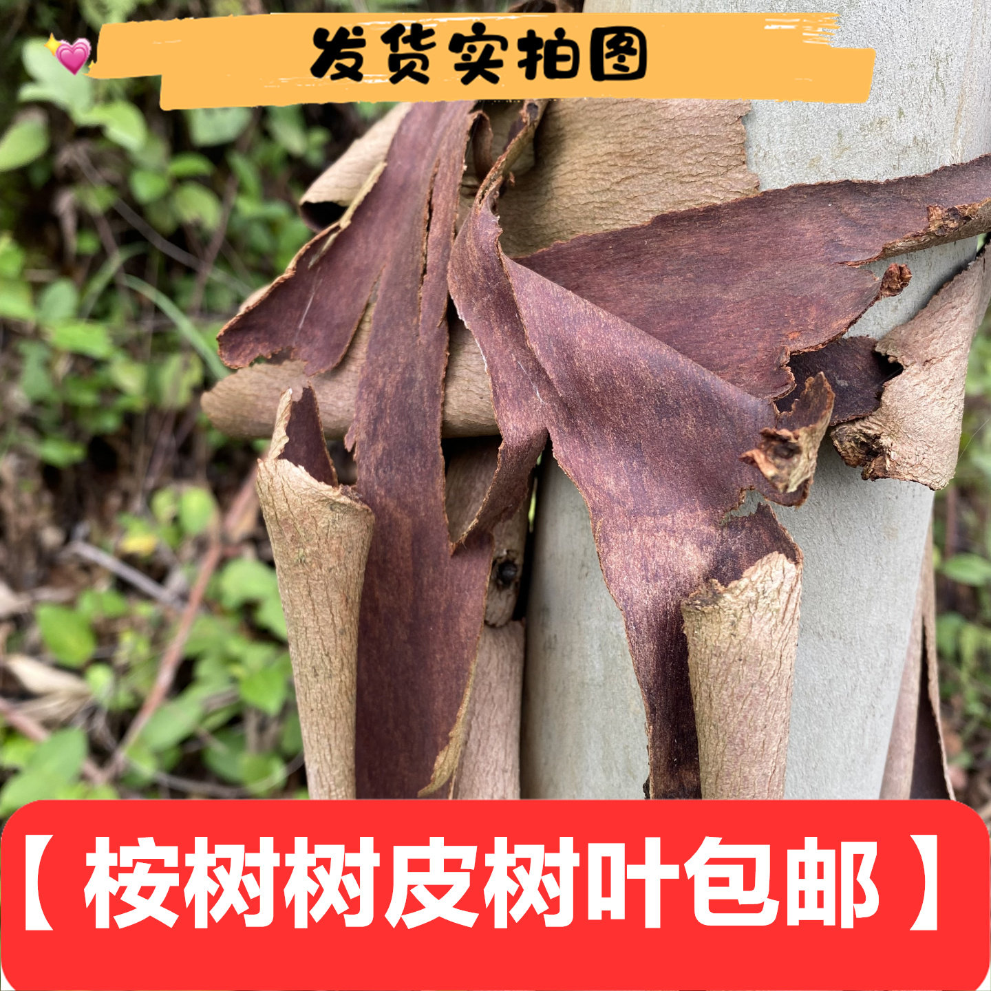 干桉树巨桉树叶树皮发货实拍无硫包邮干品采摘食用熬水天然农产