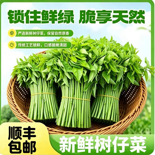 顺丰树仔菜天绿香益肝菜守宫木现摘现发新鲜脆嫩基地直发