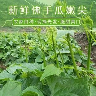 顺丰包邮 贵州特产新鲜佛手瓜尖龙须菜捧瓜尖应季蔬菜嫩尖凉拌菜1