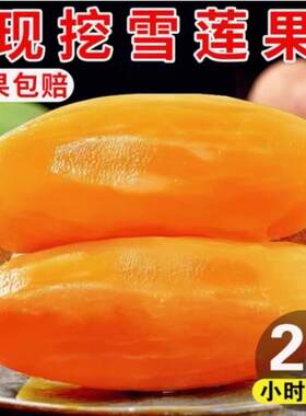 云南的雪莲果新鲜黄心当季水果雪莲果整箱批发9斤