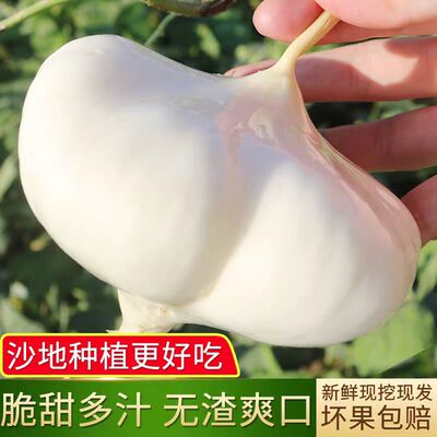 当季凉薯新鲜现挖白地瓜水果土瓜沙葛豆薯地萝卜农家特产时令蔬菜