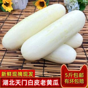 新鲜白黄瓜湖北农家自种白皮老黄瓜生吃旱菜玉瓜应季本地蔬菜5斤