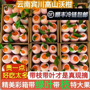 顺丰冷链彩箱云南宾川沃柑高山带叶带枝现摘新鲜水果桔子橘子包邮