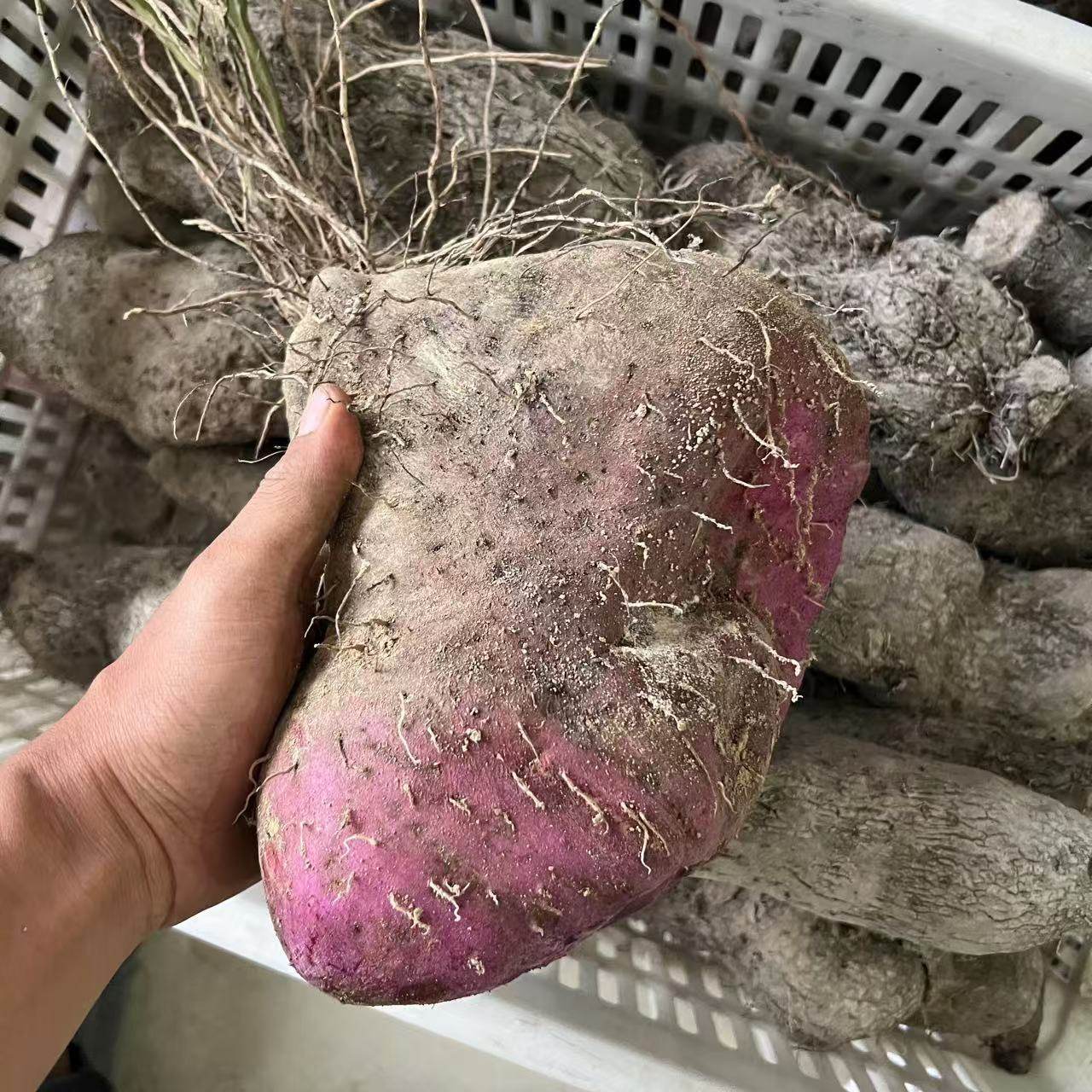 新鲜现挖紫山药产地赣南正宗淮山特产紫色大薯脚板薯毛薯新鲜蔬菜,水产肉类/新鲜蔬果/熟食,新鲜山药,淘宝优惠券,粉丝福利购,淘宝优惠卷