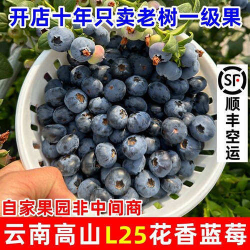 【顺丰空运】正宗云南高山L25花香蓝莓孕妇宝宝新鲜现摘脆甜水果