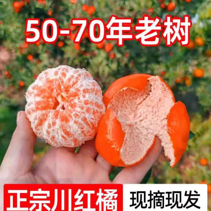 正宗万州红桔大红袍橘子新鲜整箱10斤包邮可做陈皮原料川红柑橘