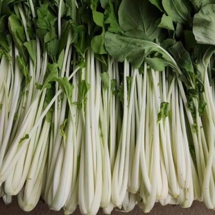 湖北新鲜箭杆白 高脚白 新鲜蔬菜 农家自产自销