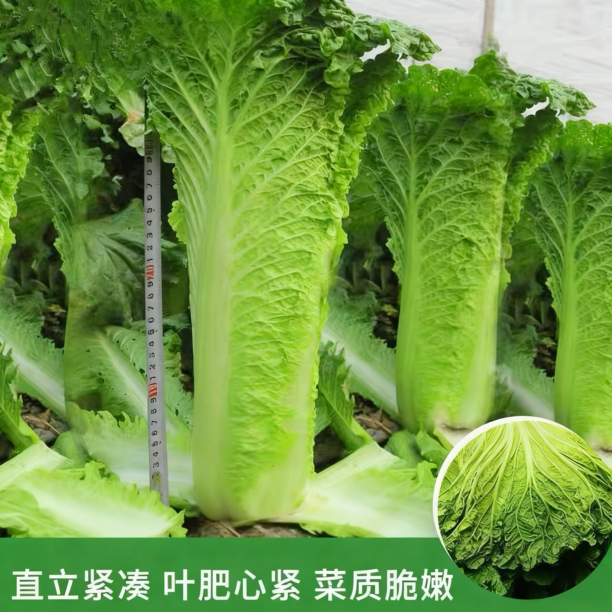 天津绿青口大白菜青麻叶秋天高产夏秋季菜四季过冬冬季蔬菜棒白菜